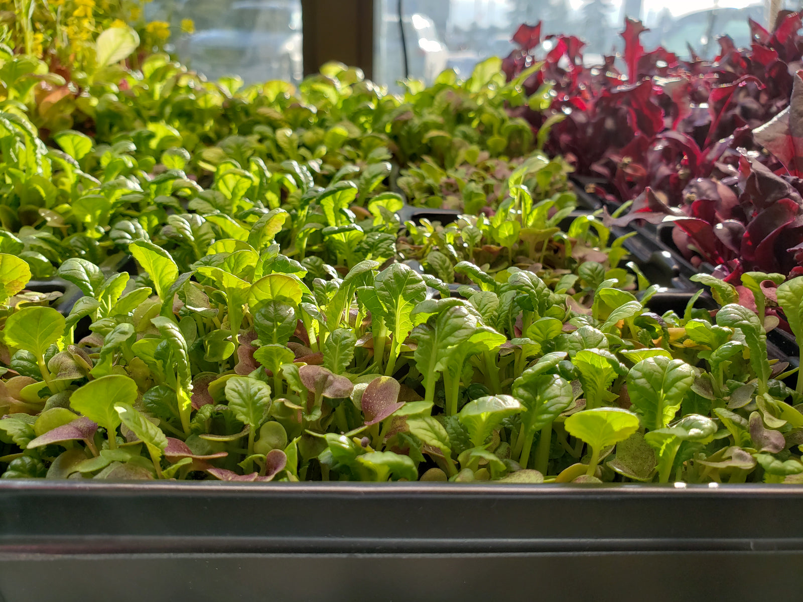 Starting Seeds: Tips and Tricks for Successful Indoor Gardening