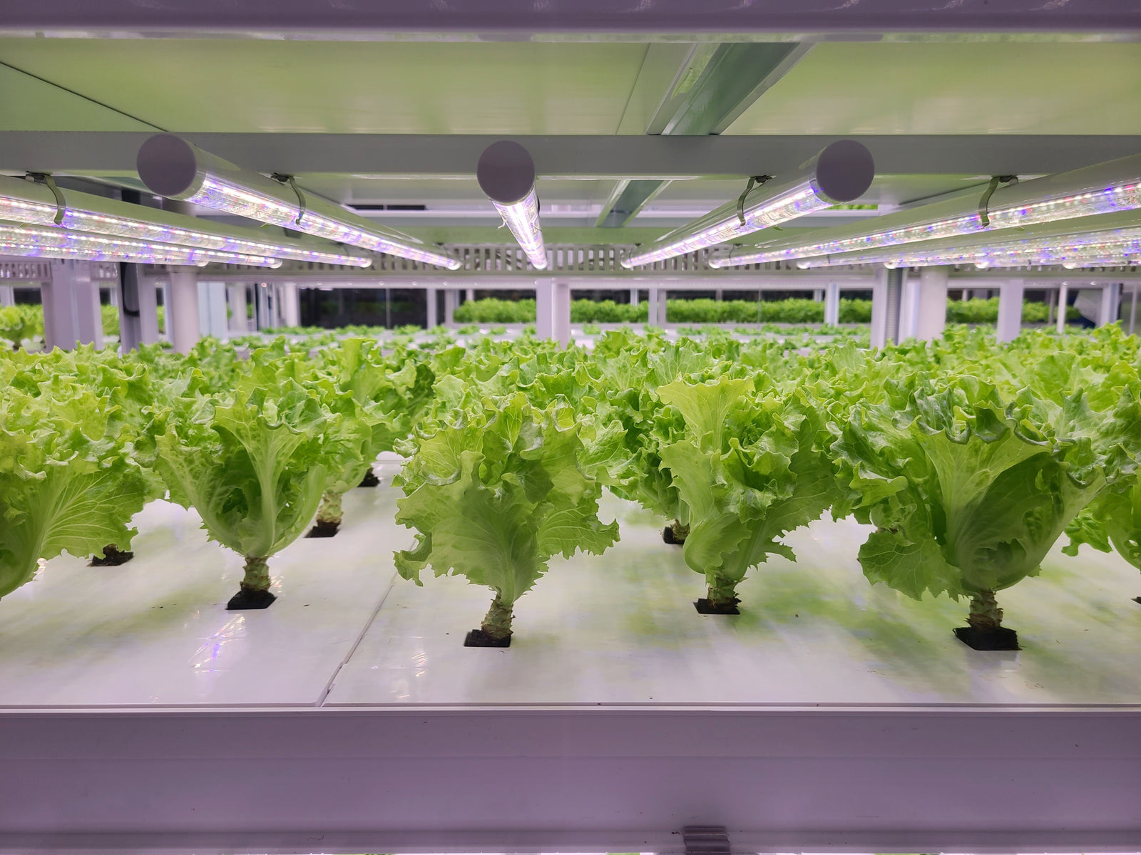 The Great Debate: Comparing Purple & White LED Grow Lights