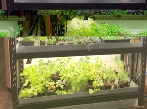 GrowTronics Series 3 T5 LED Grow Light