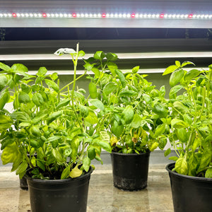 GrowTronics Series 2 T5LED Grow Light