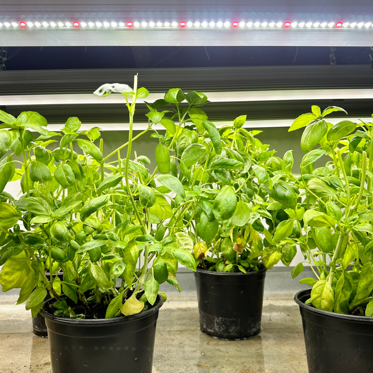 GrowTronics Series 3 T5 LED Grow Light